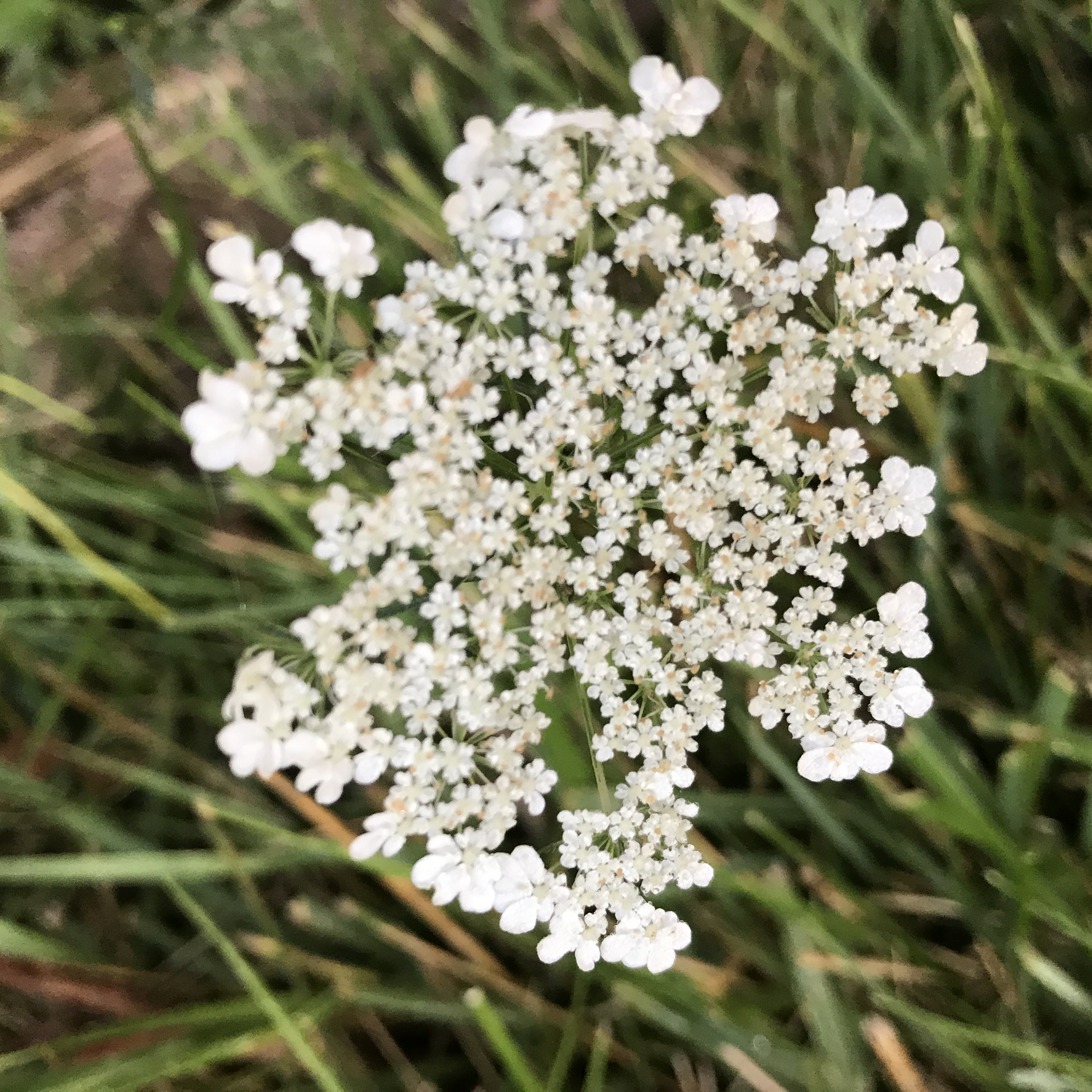 Willow Creek Succession –  Some Observations